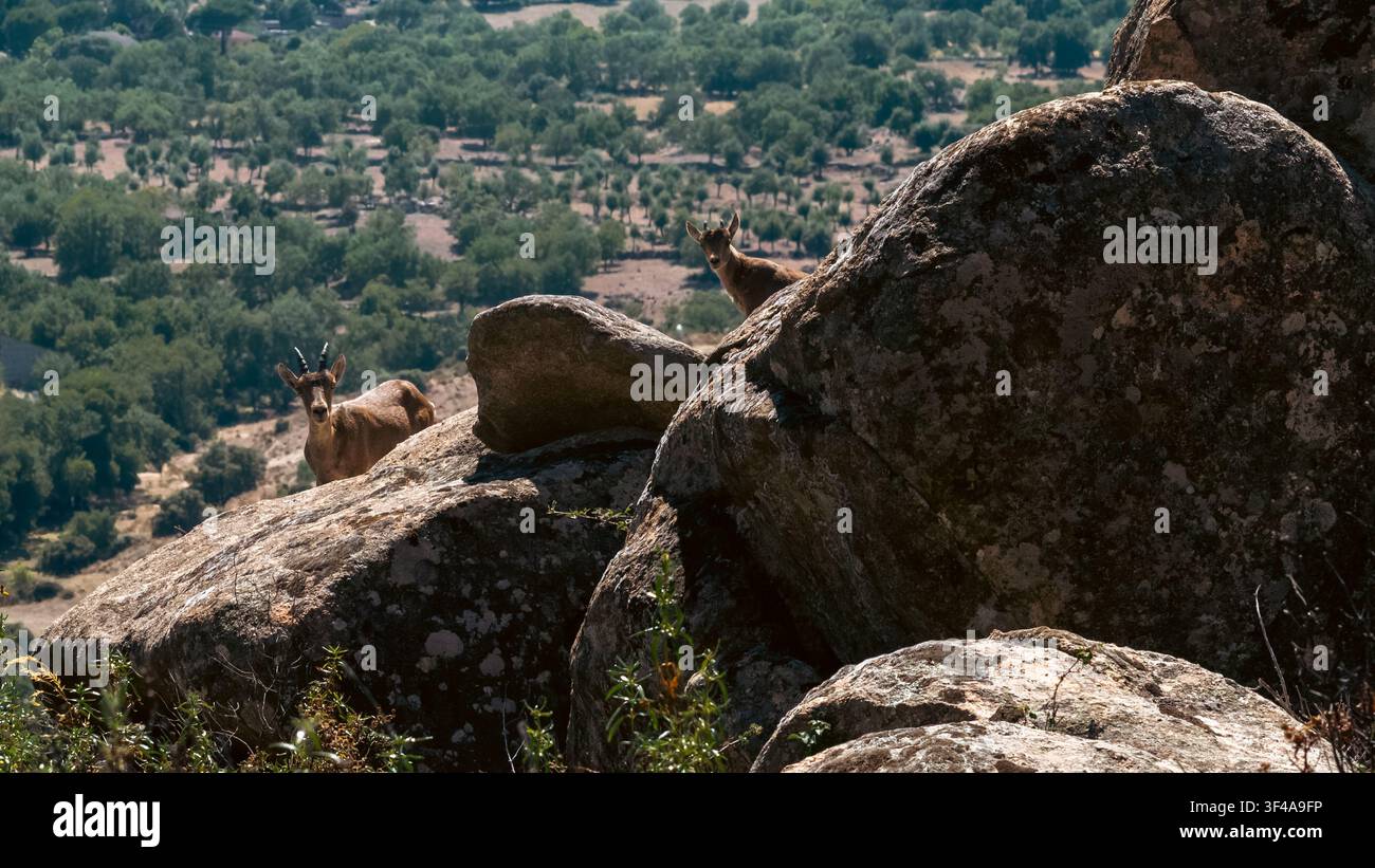 Spanischer Steinbock steht auf Felsvorsprung mit Blick über das Bergtal Stockfoto