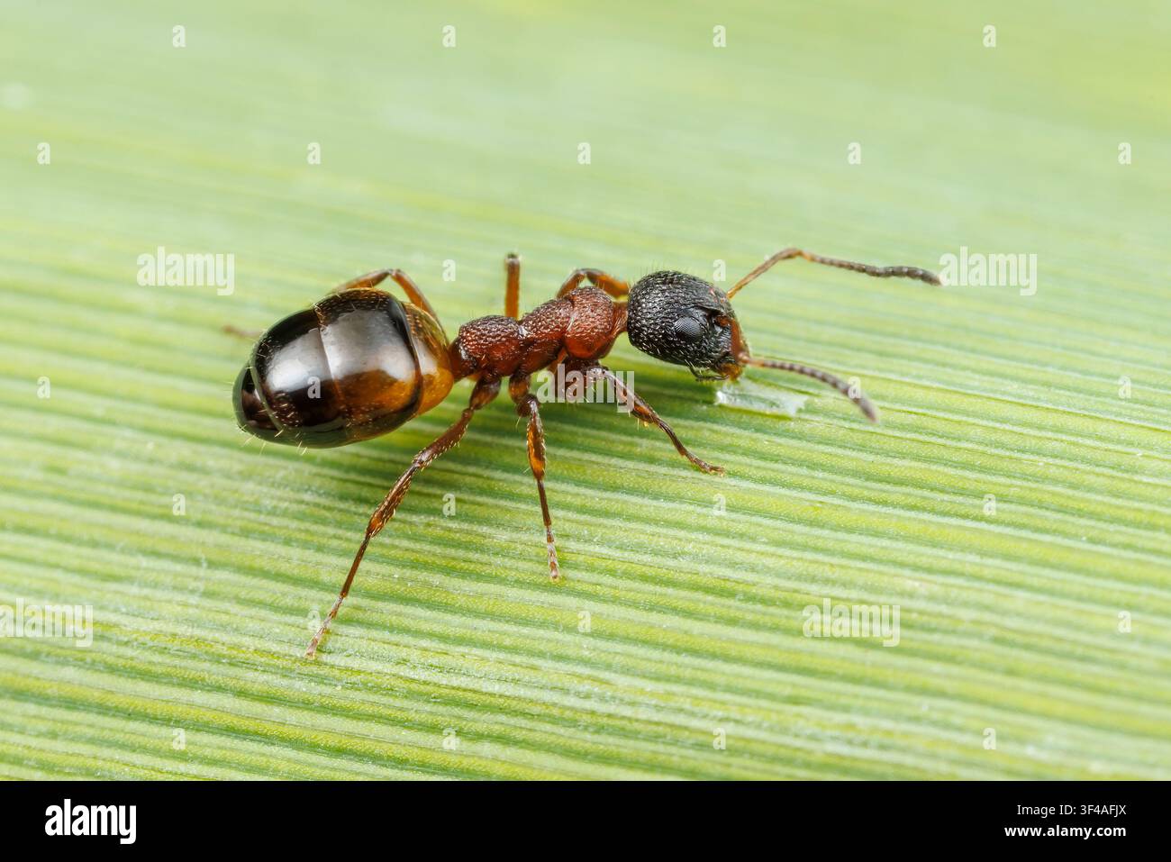 Eine gesprenkelte stinkende Ameise (Dolichoderus plagiatus) trinkt von einem Tautropfen auf einem Blatt. Stockfoto