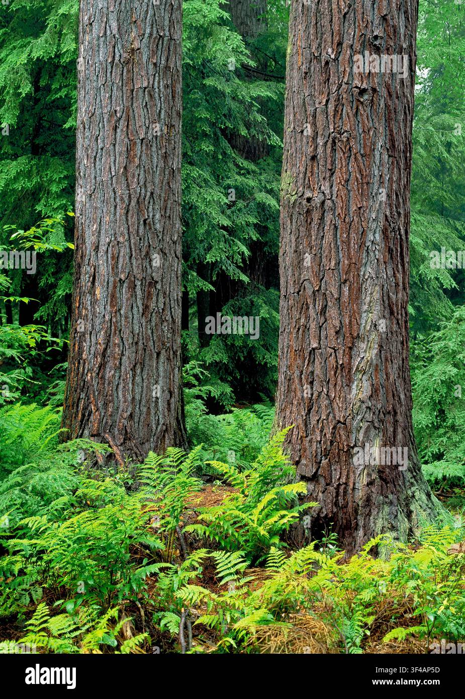 Hearts Content Old Growth Forest, Pennsylvania Stockfoto