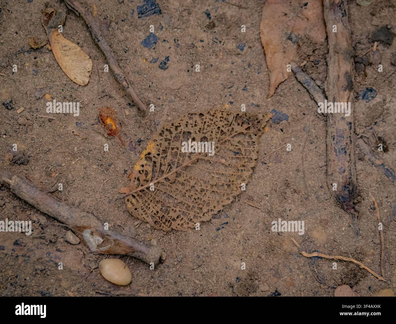 Makro-Nahaufnahme eines verfaulten Skelettblatts mit einem zarten Adernnetz, das auf einem Erdweg in der Natur ruht Stockfoto
