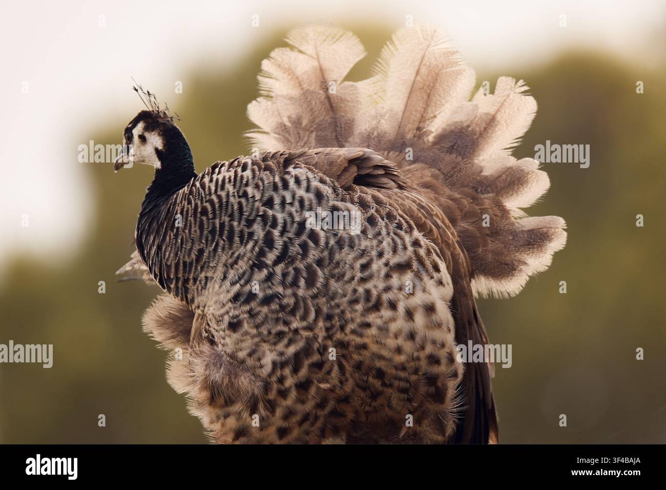 Seitenansicht einer indischen Pfauenhenne (Pavo cristatus) mit ausgefächerten Schwanzfedern. Detailliertes Teleporträt, das einzigartige zeigt Stockfoto