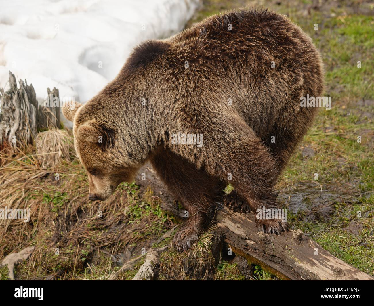 Hochwinkelsicht eines europäischen Braunbären (Ursus arctos), der auf einem gefallenen Baumstamm balanciert und den Kopf nach unten gedreht hat. Natürliche Wildtierszene, die die Krallen hervorhebt Stockfoto