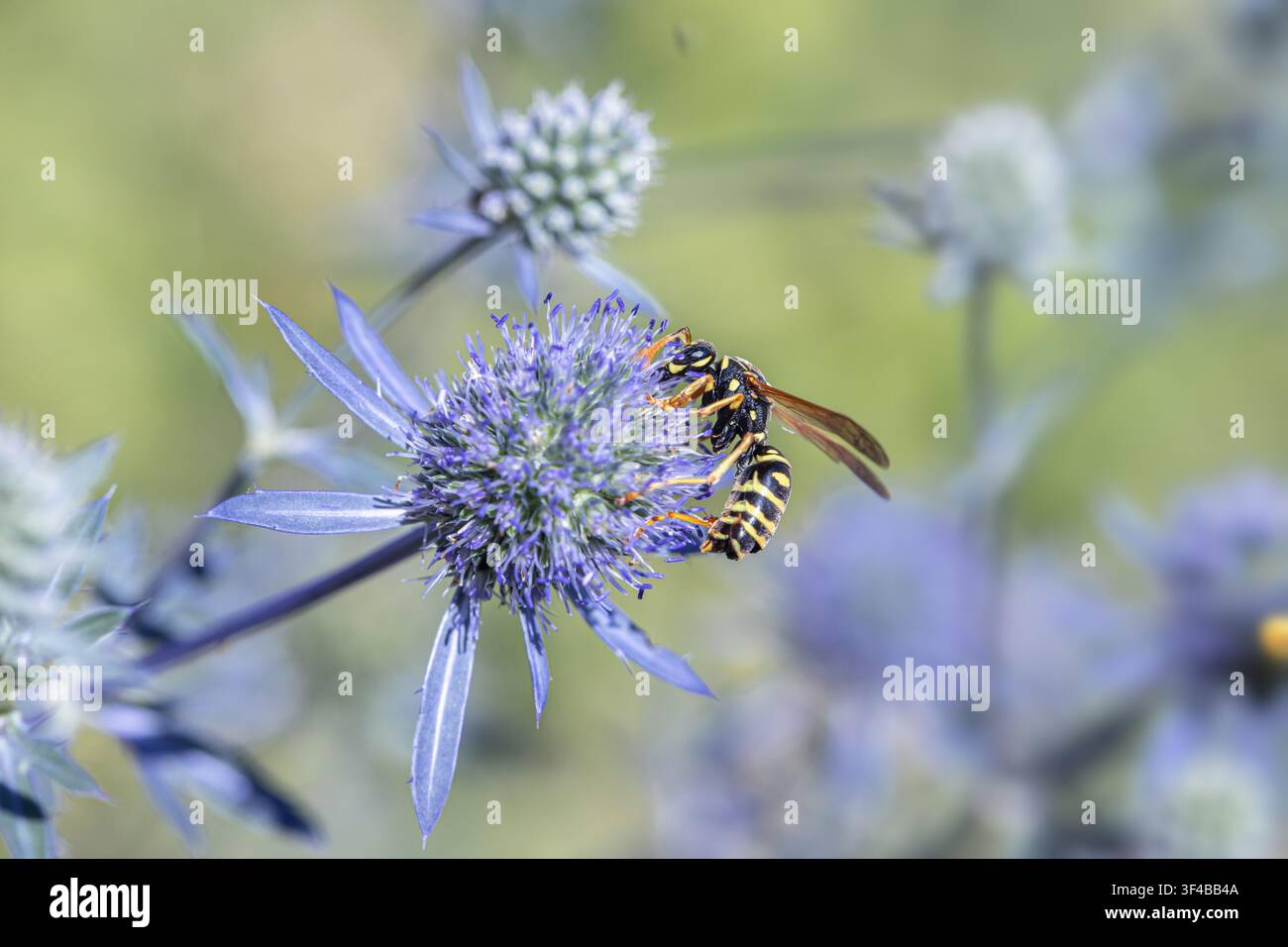 Eine Wespe ernährt sich von Meerfenchel (Eryngium planum). Stockfoto