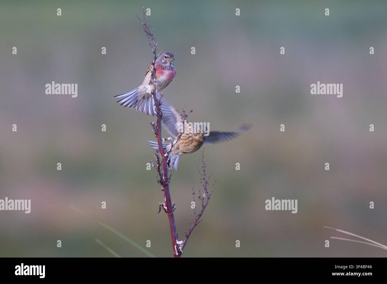 Männlicher und weiblicher Finken, die während des Frühlings auf Krummer Ampfer in Northumberland, UK, sitzen Stockfoto