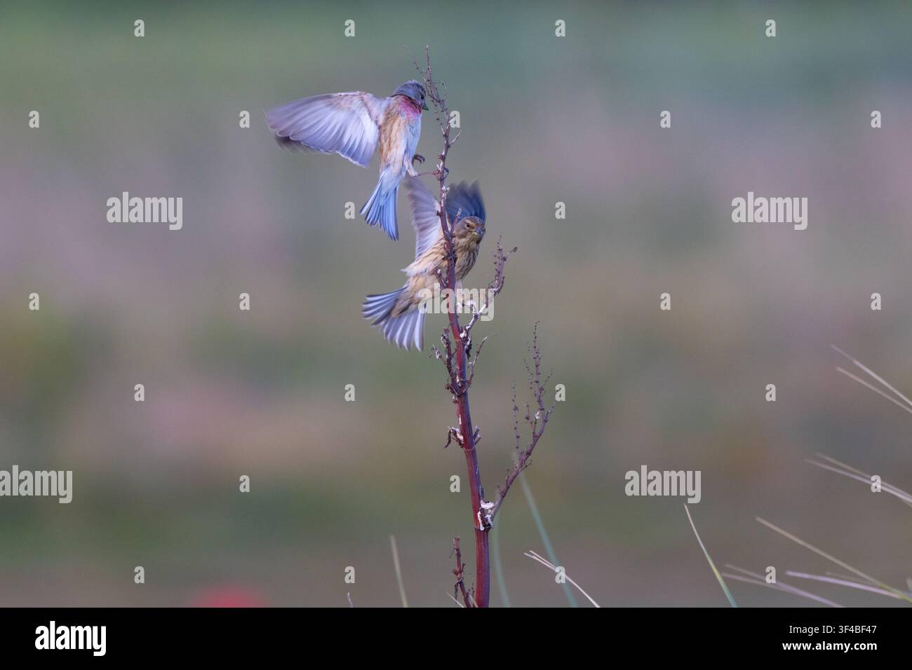 Männlicher und weiblicher Finken, die während des Frühlings auf Krummer Ampfer in Northumberland, UK, sitzen Stockfoto