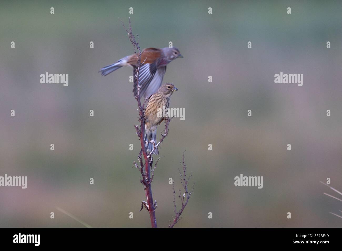 Männlicher und weiblicher Finken, die während des Frühlings auf Krummer Ampfer in Northumberland, UK, sitzen Stockfoto
