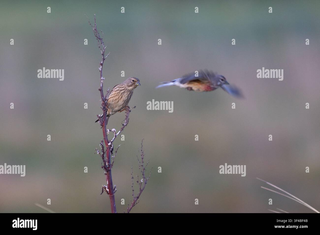 Männlicher und weiblicher Finken, die während des Frühlings auf Krummer Ampfer in Northumberland, UK, sitzen Stockfoto
