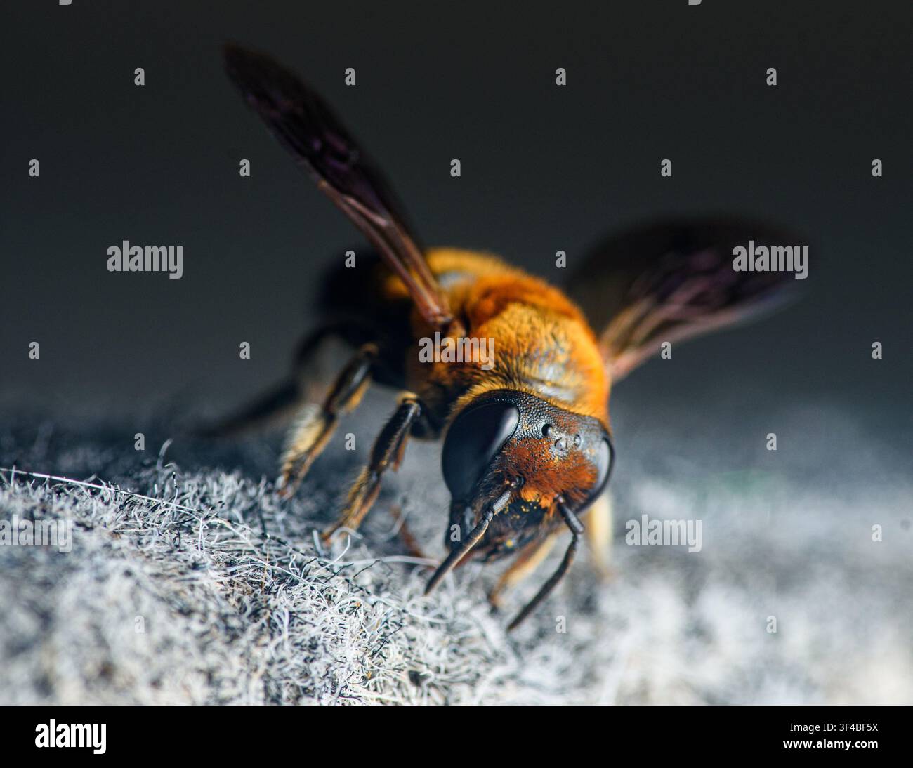 Haarige Biene mit großen Augen, die auf einer grauen, faserigen Oberfläche ruht und dabei die komplexen Details ihres Körpers und Fells hervorhebt. Fotografie aus Thailand, keine Generierung Stockfoto