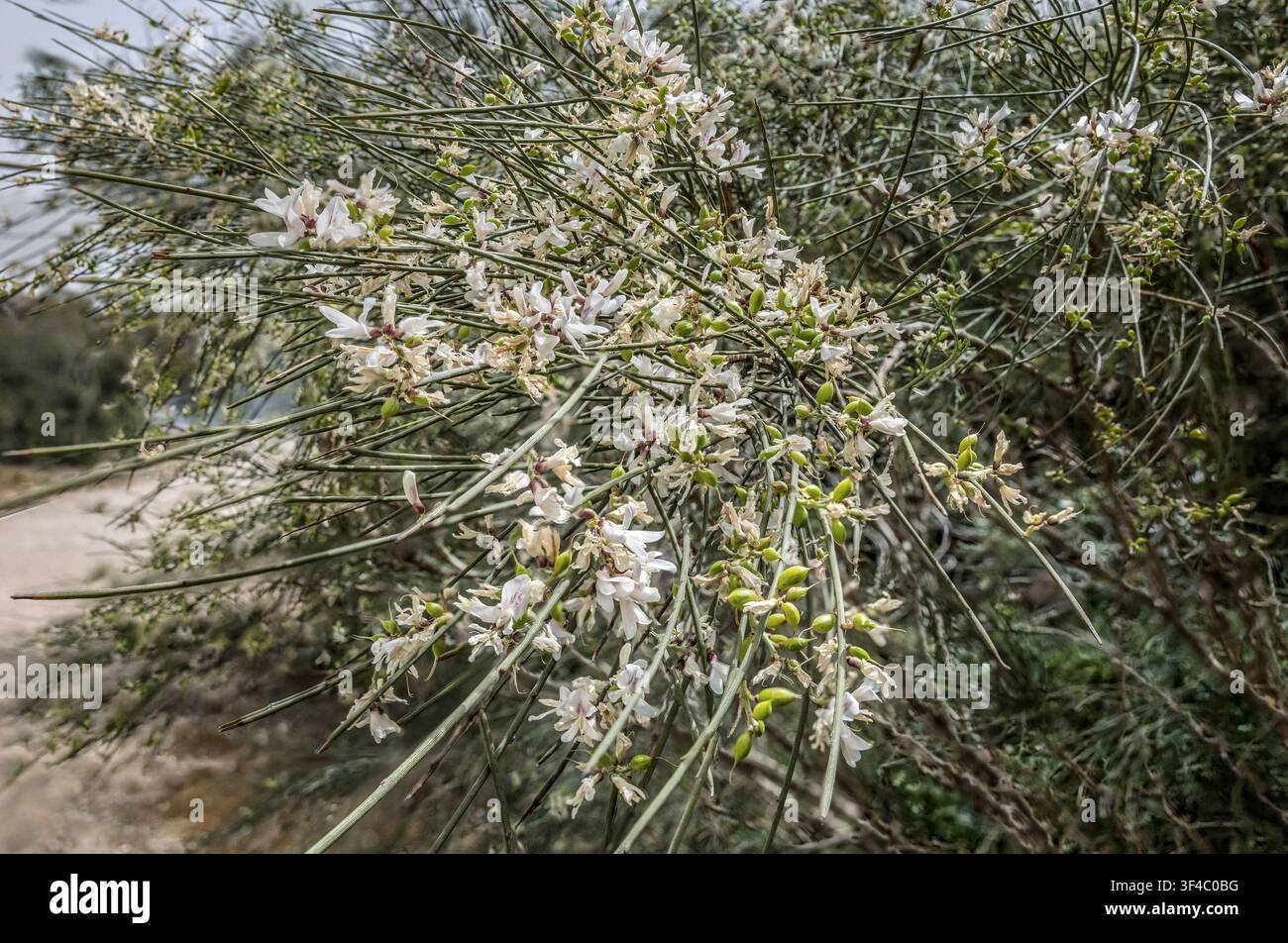 Weiße Retama raetam-Blüten erblühen, Riserva Naturale di Randello, Ragusa, Sizilien, Italien Stockfoto