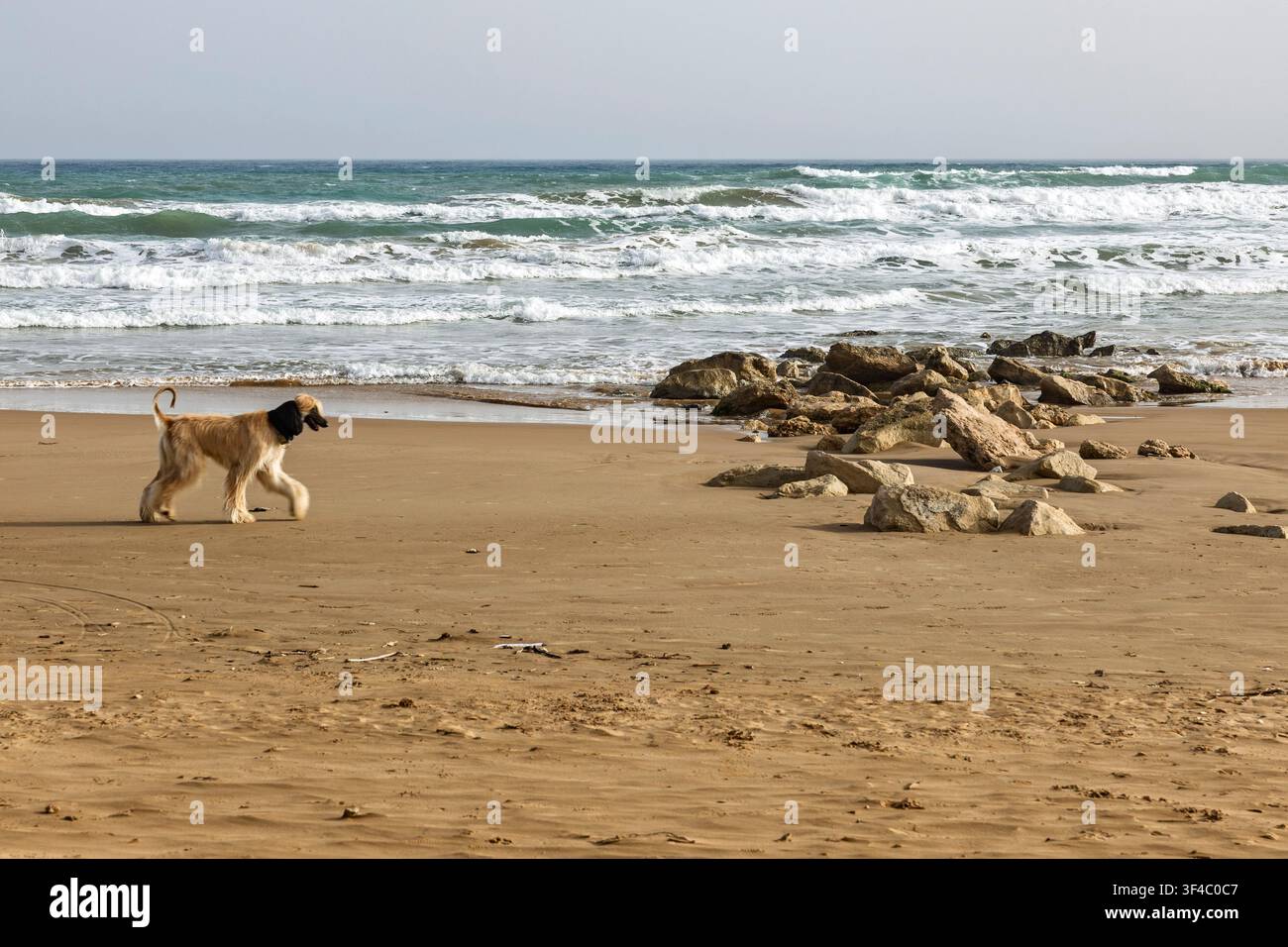 Ein älteres Paar macht mit seinem Afghanen-Hund einen Spaziergang am Strand, Marina di Ragusa, Sizilien, Italien Stockfoto