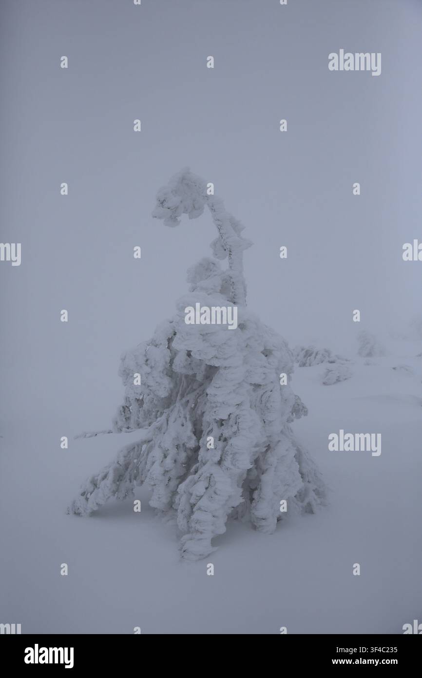 Ein bizarr geformter Baum, vollständig mit Schnee bedeckt, erzeugt eine surreale Atmosphäre, schneebedeckte Bäume vor einem weißen Himmel, Schwarzwald, Baden-Württemberg Stockfoto