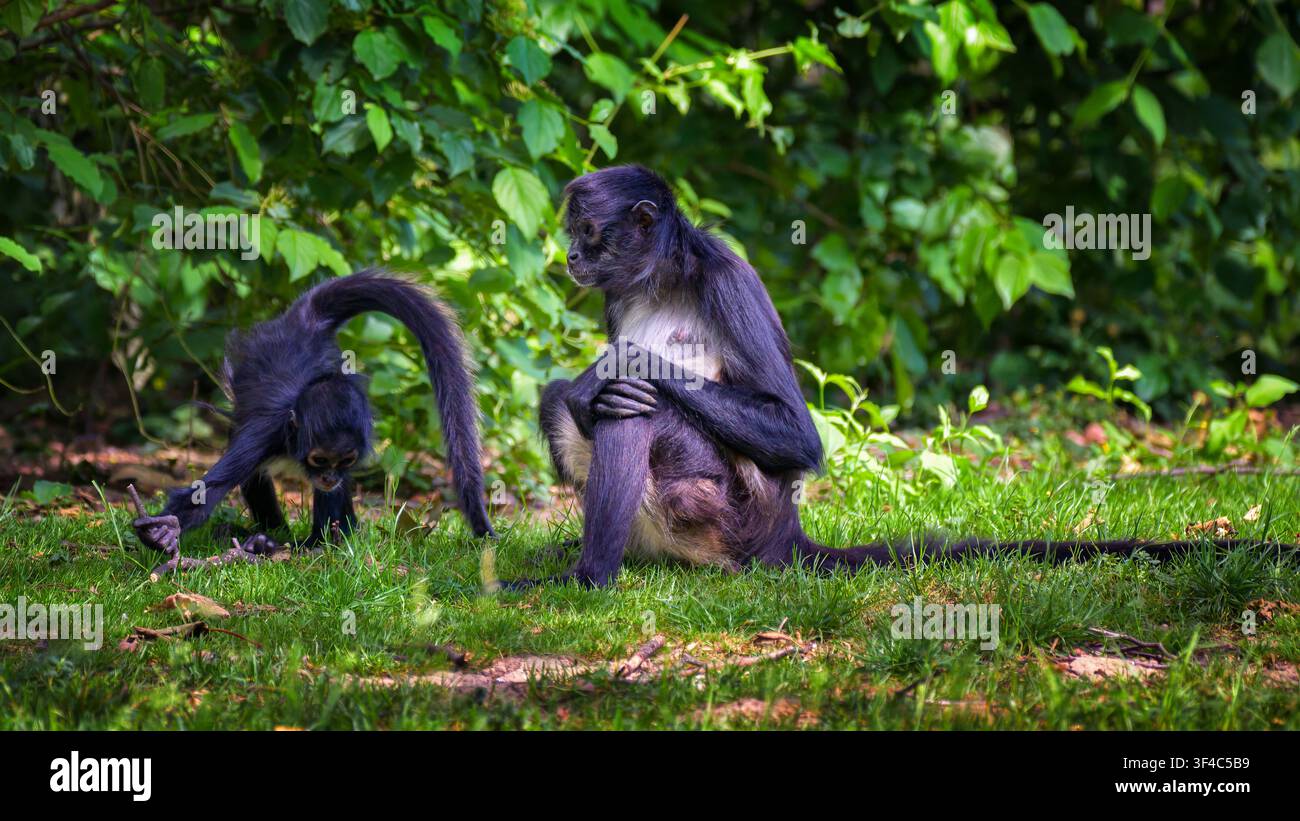 Geoffroy's Spider Monkey mit Baby Stockfoto