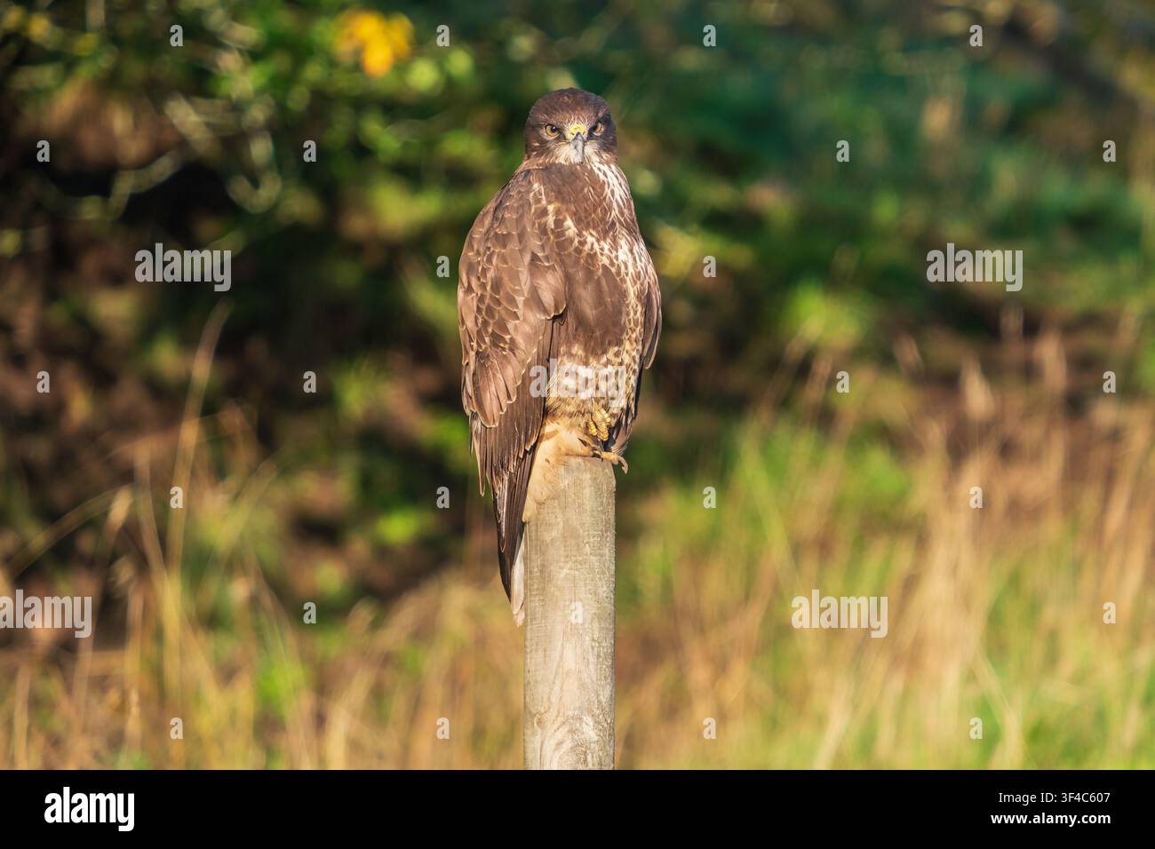 Mauerfalke sitzt auf einem Zaunpfahl und schaut in Richtung Kamera Stockfoto