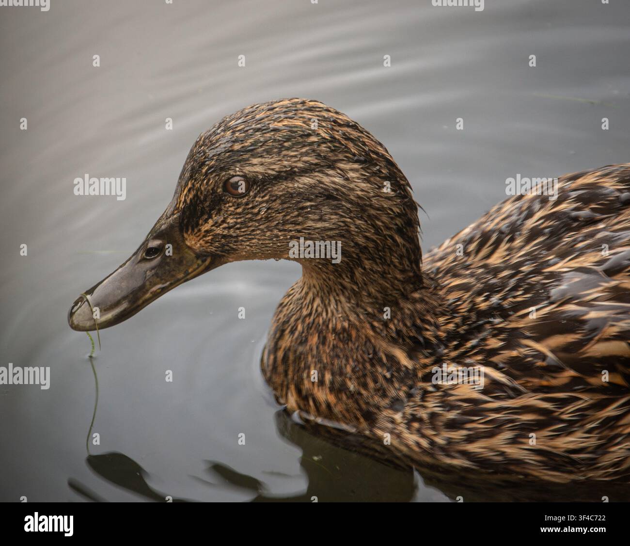 Nahaufnahmeporträt einer weiblichen Stockente (Anas platyrhynchos), die in ruhigem Wasser im Smethwick Park, West Midlands, England schwimmt. Stockfoto