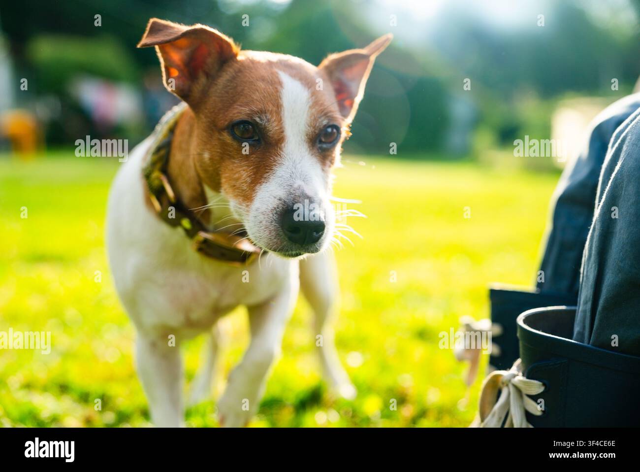 Wachsame Jack-Russell-Terrier steht auf grüner Wiese und schaut in die Kamera als treuer Familienhund. Neugieriger Hundefreund beobachtet die Umgebung mit konzentriertem Blick. Stockfoto