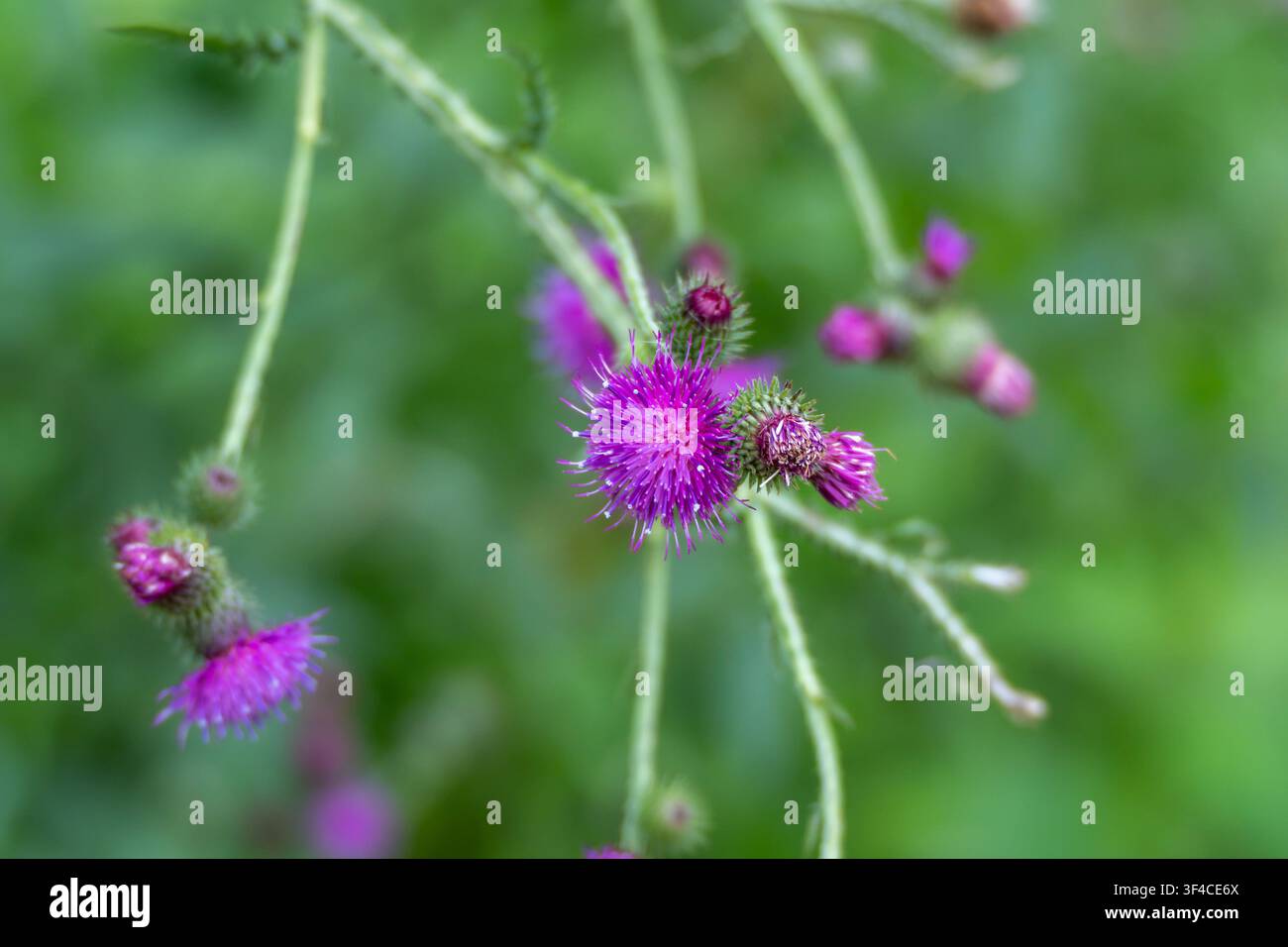 Ein Büschel Kriechdistel, Cirsium arvense, Blüten wiegen sich über drahtigen grünen Stängeln in einer offenen Wiese. Ihre gefransten magentafarbenen Blütenblätter heben sich ab gegen Stockfoto