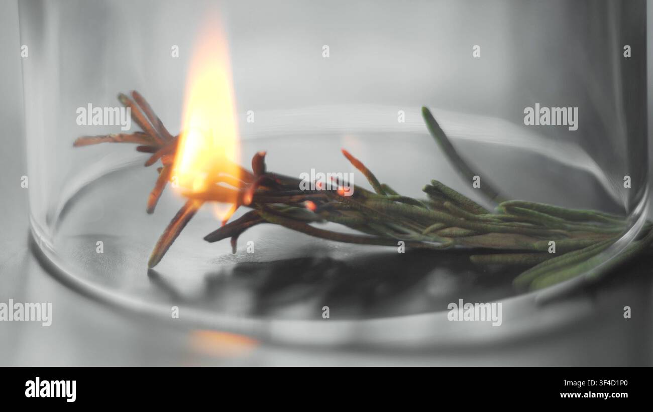 Frischer Rosmarinzweig, der mit einer hellen Flamme brennt und aromatisches Rauch in einer transparenten Glasschale erzeugt Stockfoto