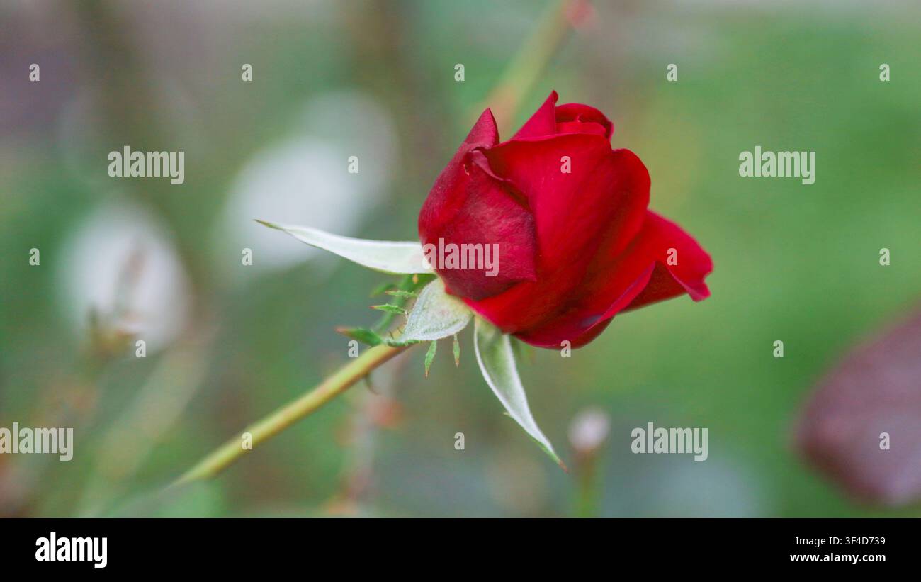 Nahaufnahme einer einzelnen roten Rosenknospe mit grünen Kelchblättern und Stiel. Unscharfer grüner und weißer Hintergrund bei natürlichem Licht. Stockfoto