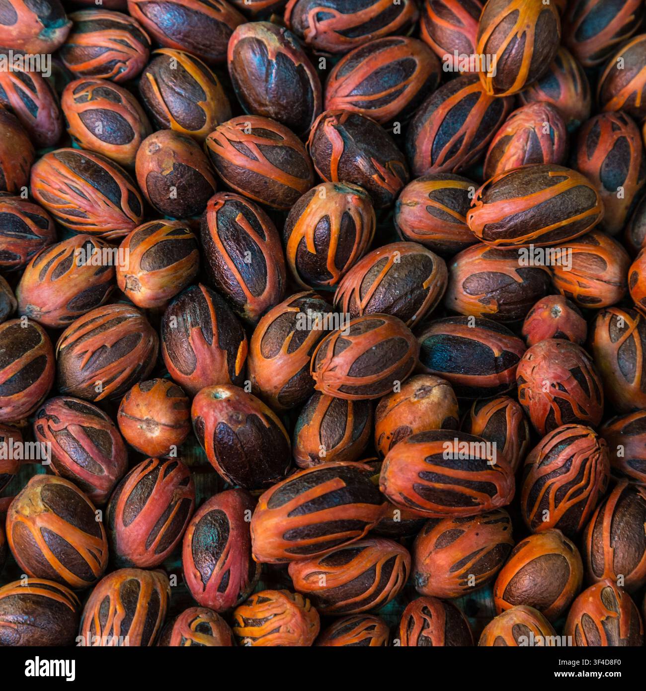 Nahaufnahme von ganzen Muskatblüten, die in rötlichen Muskatblütenhüllen eingebettet sind. Vollformat-Textur von ganzen Muskatblüten und Muskatblütengewürz. Stockfoto