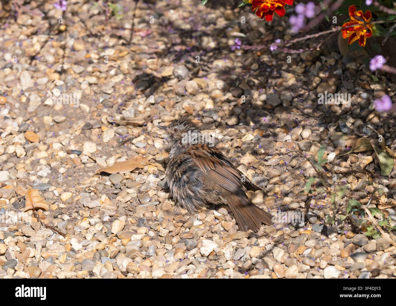 Heckenbraunelle oder Heckenläufer Prunella modularis sonnt sich im Juli Sommer Stockfoto