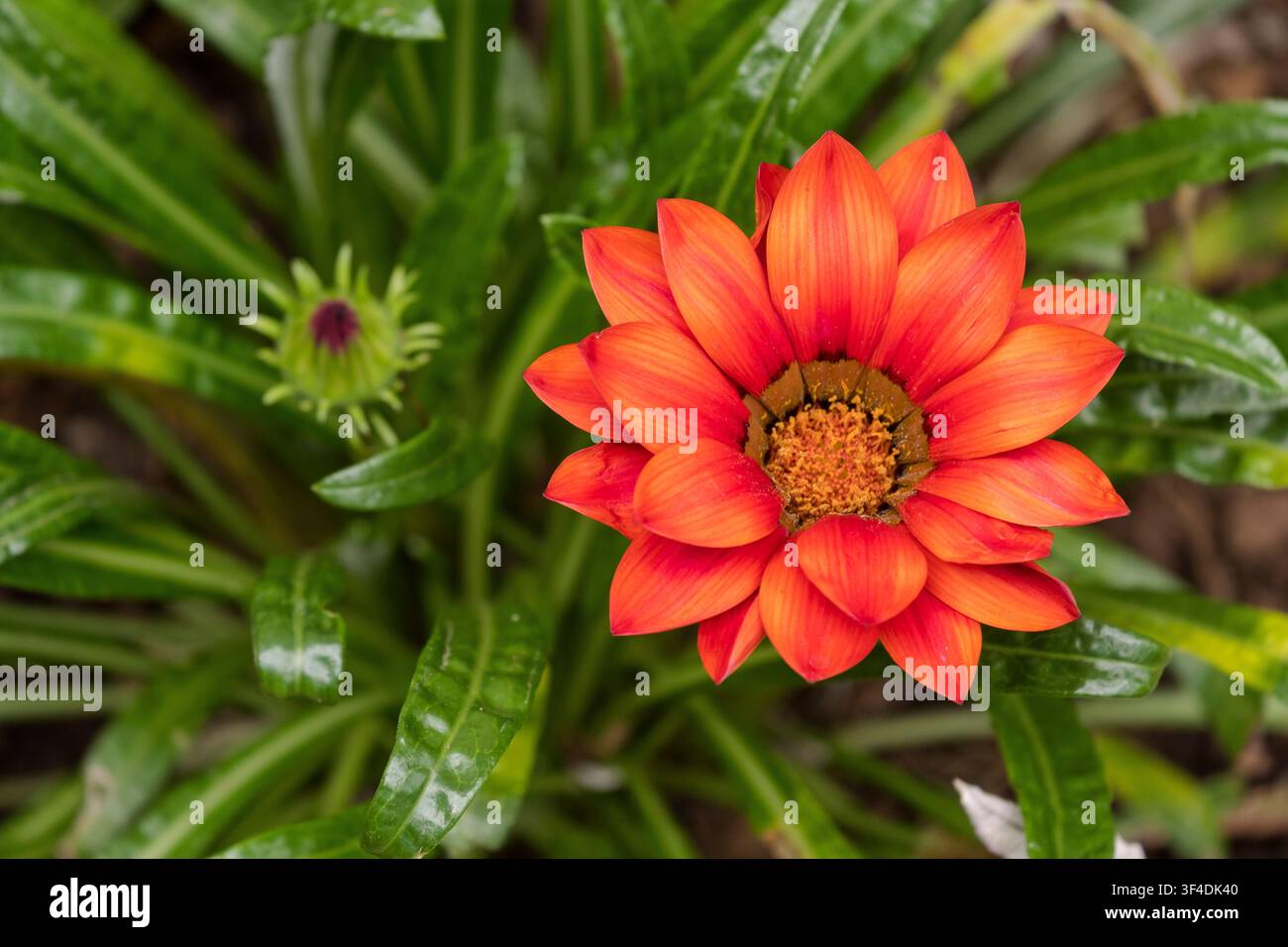 Gazania rigens-Blume in einem Garten Stockfoto