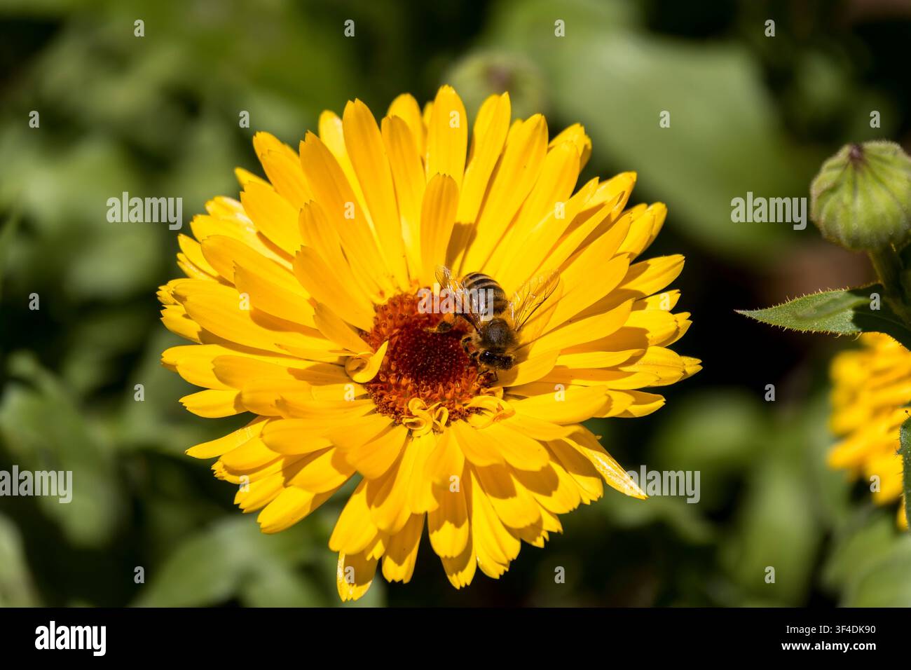 Biene auf einer gelben Ringelblume. Stockfoto
