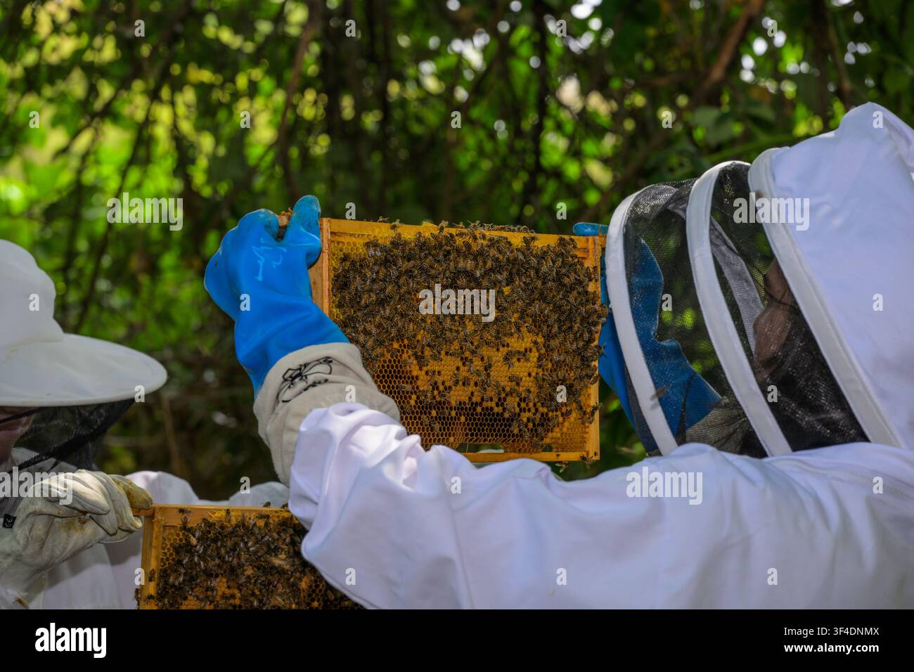 Nahaufnahme von Imkern in Schutzanzügen und Handschuhen, die einen mit Honigbienen bedeckten Holzrahmen während der Inspektion in einem bewaldeten Gebiet untersuchen. Stockfoto