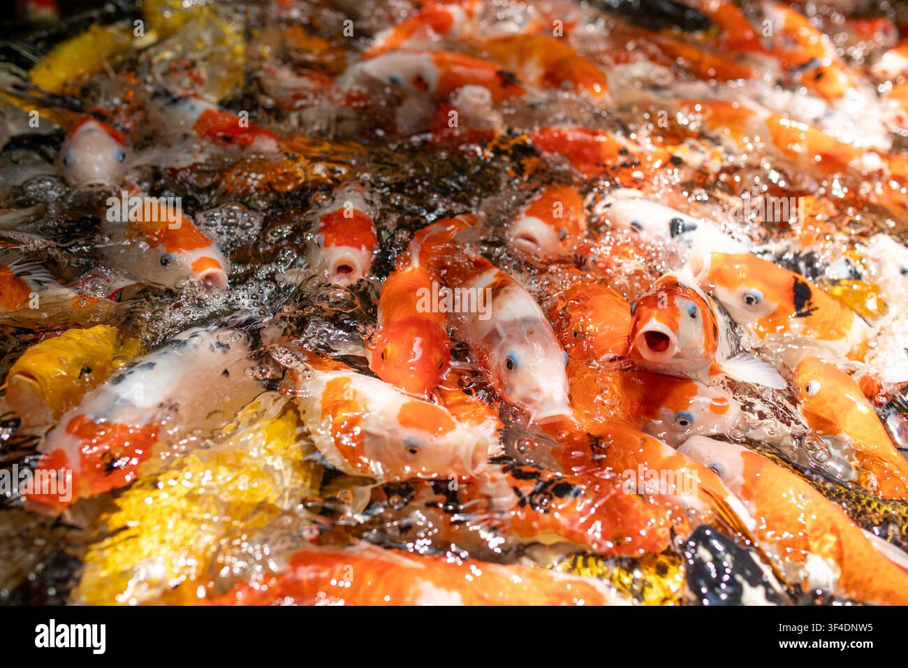 Helle bunte Koi-Karpfen drängen sich zusammen und fressen in einem Teich, Nahaufnahme Stockfoto