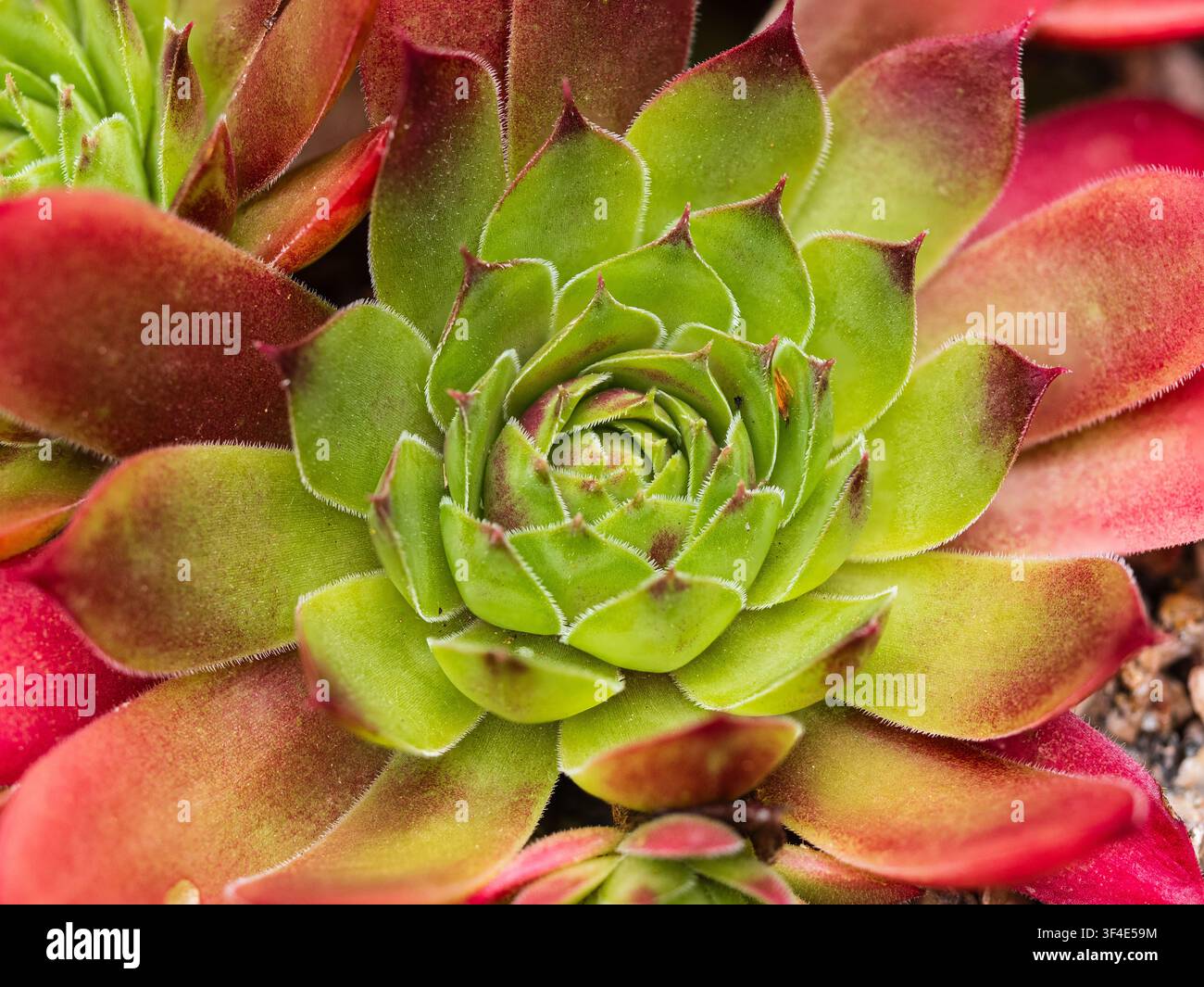 Rot getönte Außenblätter kontrastieren mit überlappenden inneren grünen Sukkulentenblättern des robusten Hauslauchs, Sempervivum 'Marmalade' Stockfoto