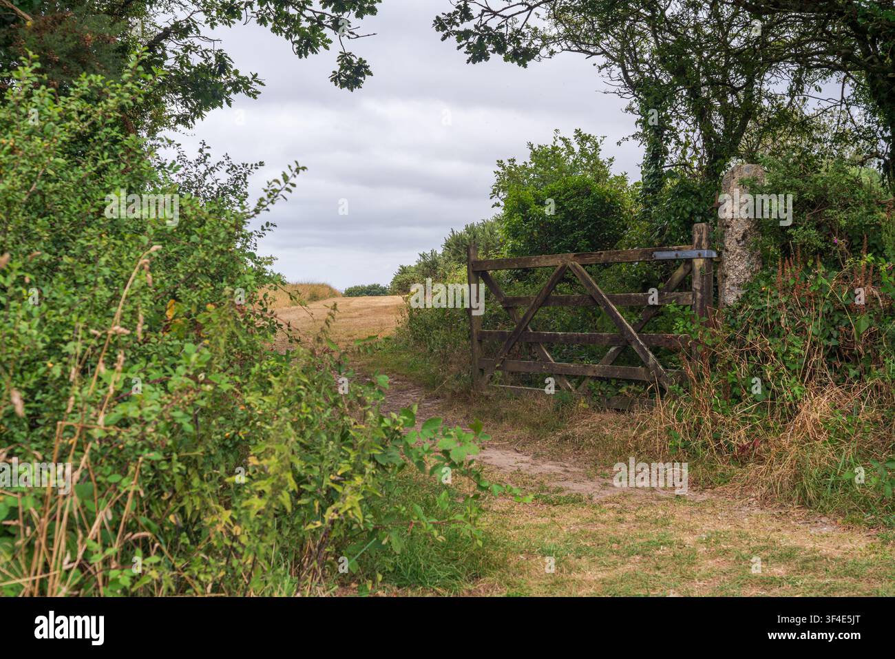 Ein rustikales hölzernes Bauerntor steht offen auf einem Feldweg, begrenzt von dichter grüner Vegetation und Hecken, und führt zu einem trockenen, goldenen Feld. Stockfoto