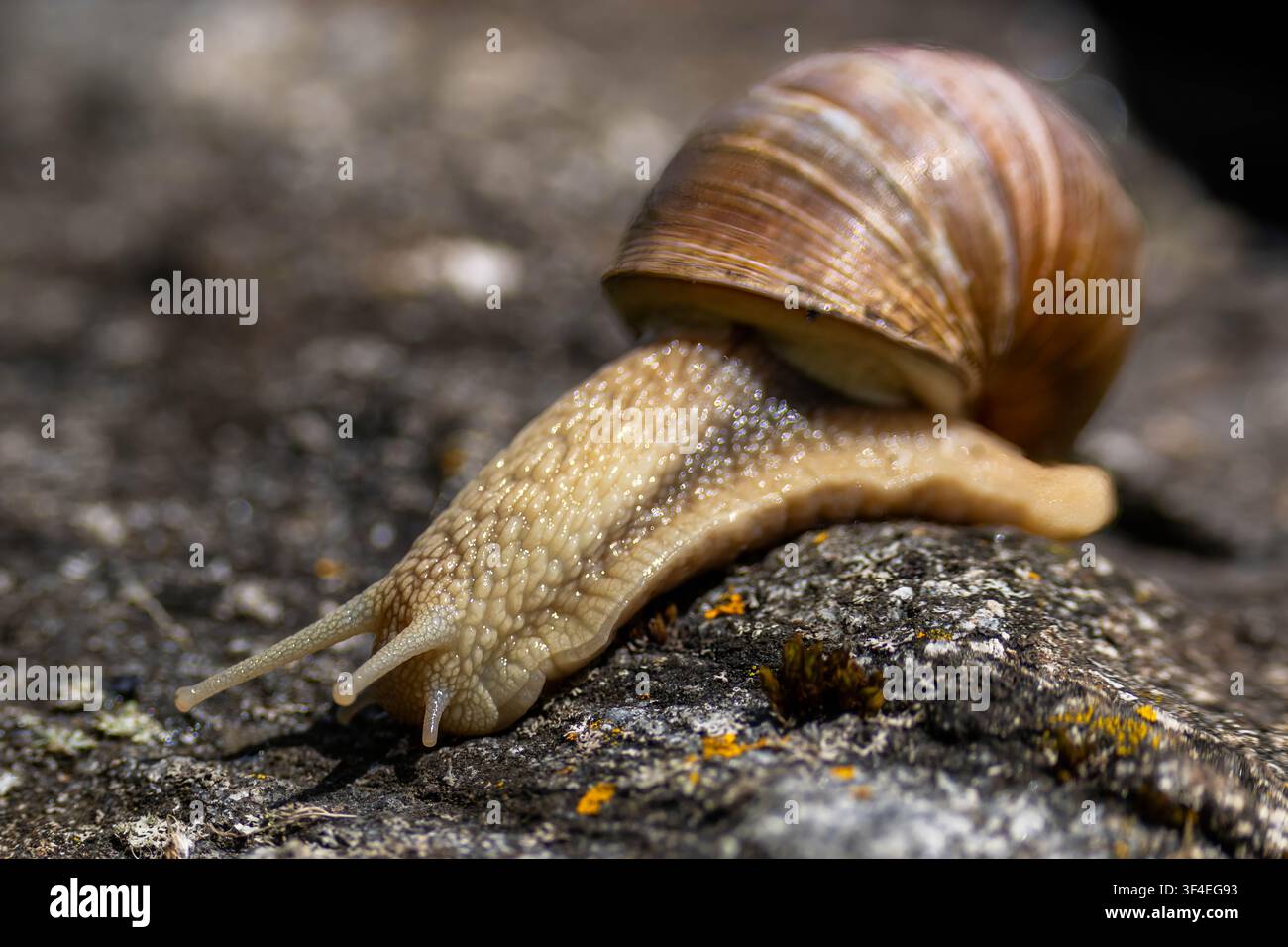 Makro-Nahaufnahme einer Romagnola (Helix pomatia), die sich über eine felsige Oberfläche im Sonnenlicht bewegt und dabei Schalenstruktur, Körperdetails und Tentakel zeigt. Stockfoto
