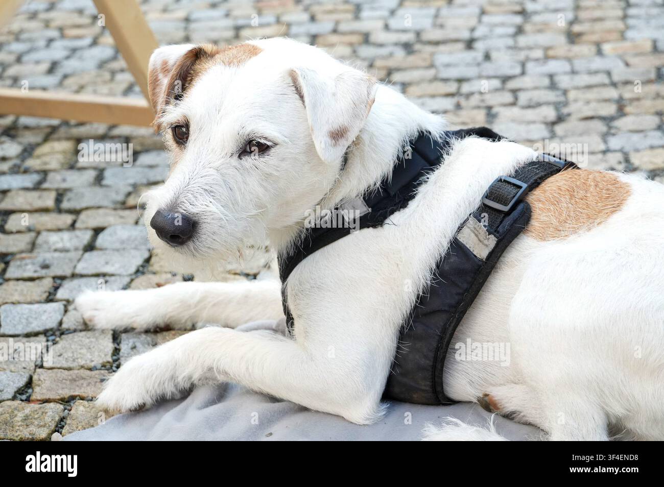 Weißer Hund mit schwarzem Halsband auf der Straße. Nahaufnahme. Stockfoto