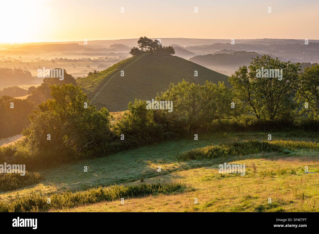 Goldener Sommer Sonnenaufgang über Colmer's Hill mit niedrigem Nebel im Tal und wilden Disteln im Vordergrund, Dorset, England. Stockfoto