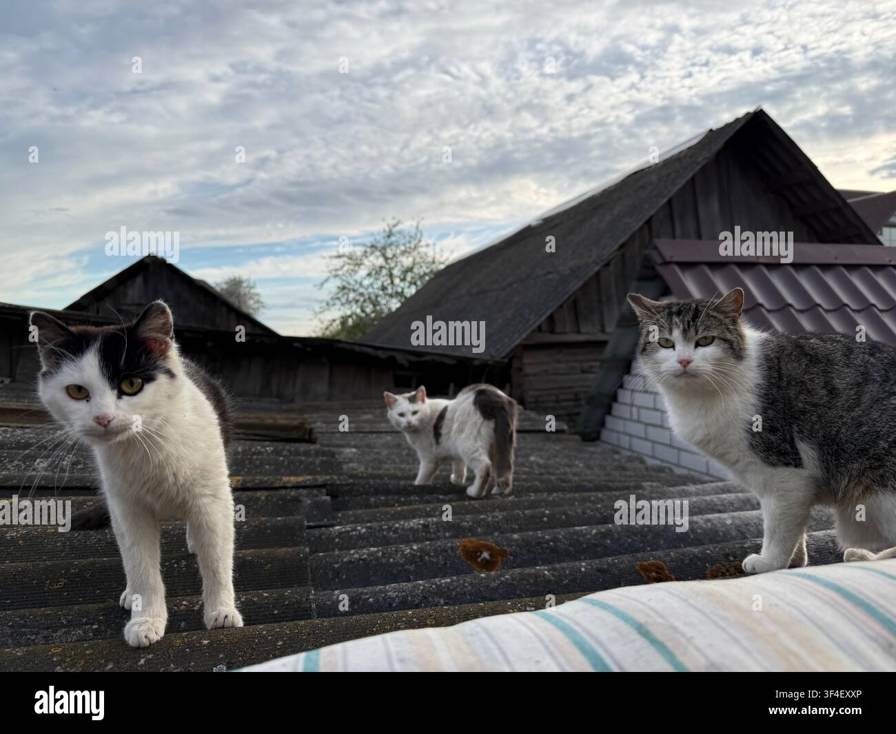 Drei Hauskatzen stehen auf dem Dach eines traditionellen Landhauses in Belarus. - Smartphone-aufgenommenes Stockfoto