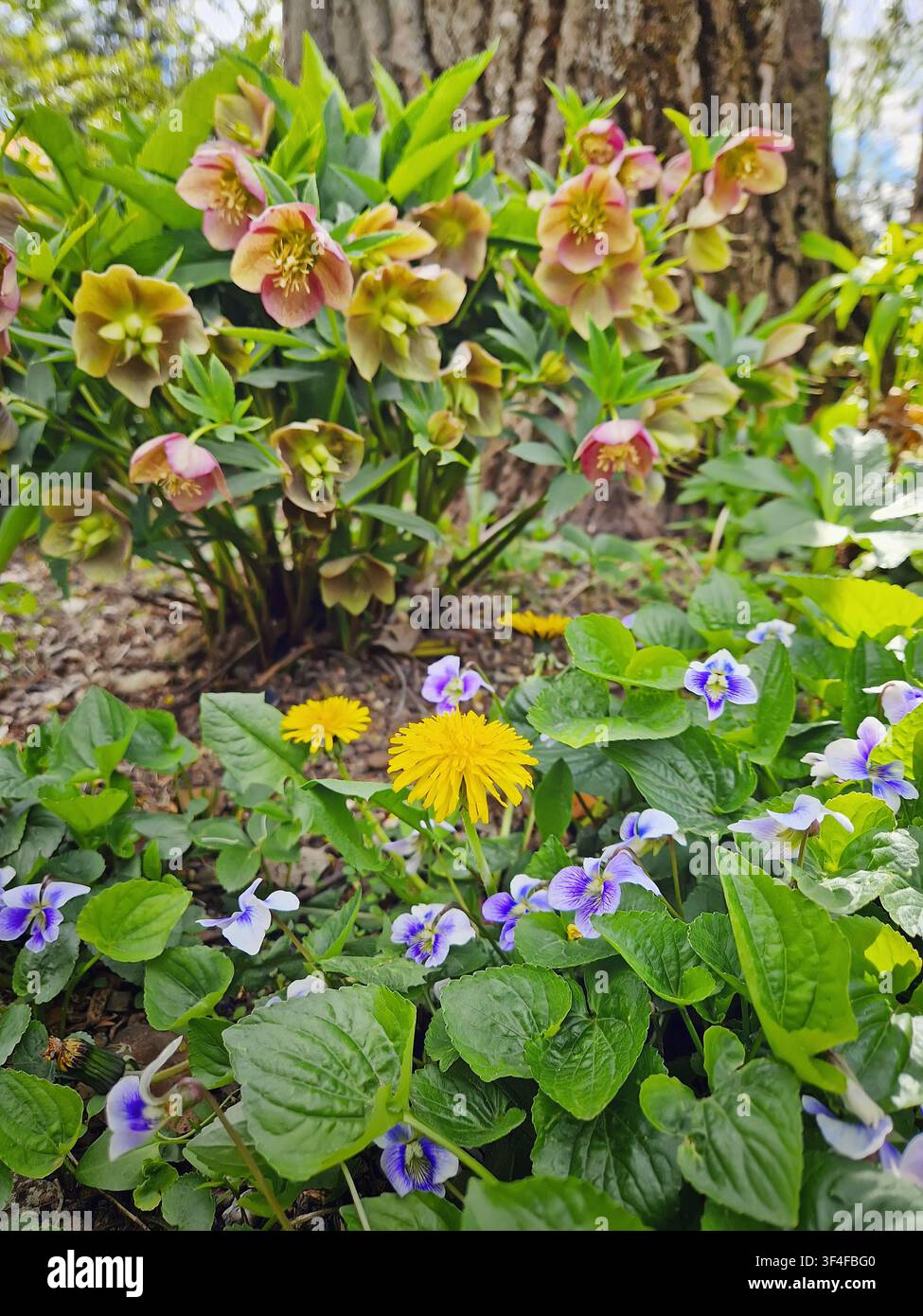 Lebendige Gartenszene fängt die Essenz des Frühlings ein mit einer Mischung aus zarten Wildvioletten, hellgelben Löwenzähnen und eleganten Helleboren. Frühe Blüte Stockfoto