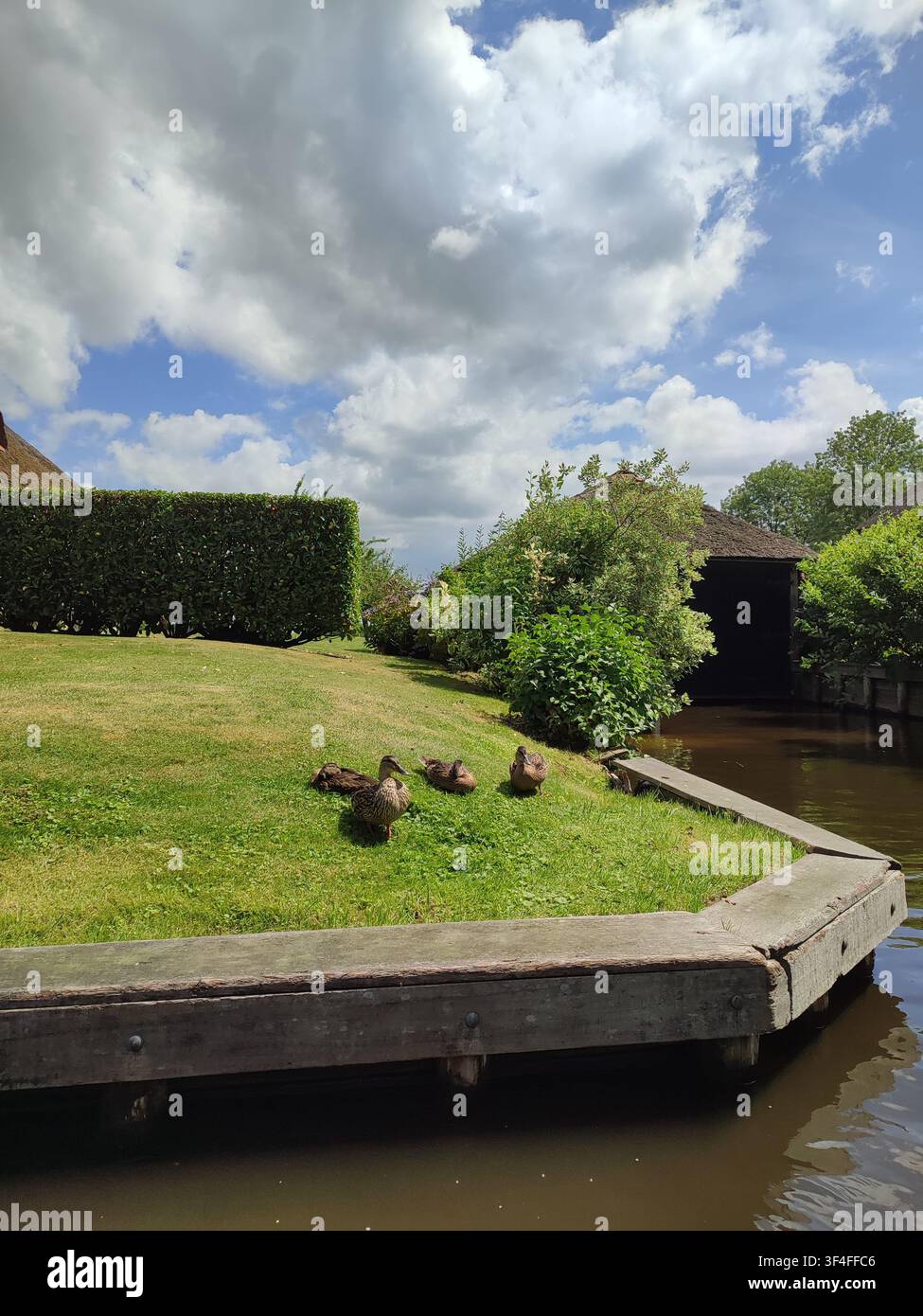 Gruppe von Enten, die auf dem sonnigen grünen Gras entlang eines Holzstegs eines Kanals in einem rustikalen Dorf sitzen Stockfoto