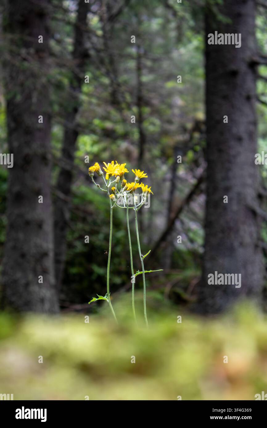 Gelbe Wildkratzblumen blühen in einem dunklen Wald Stockfoto
