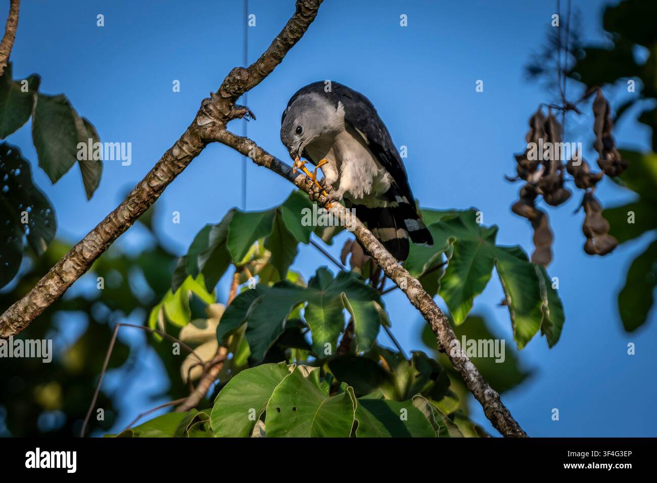 Graukopfwürger, der einen Frosch frisst, Puntarenas, Costa Rica Stockfoto