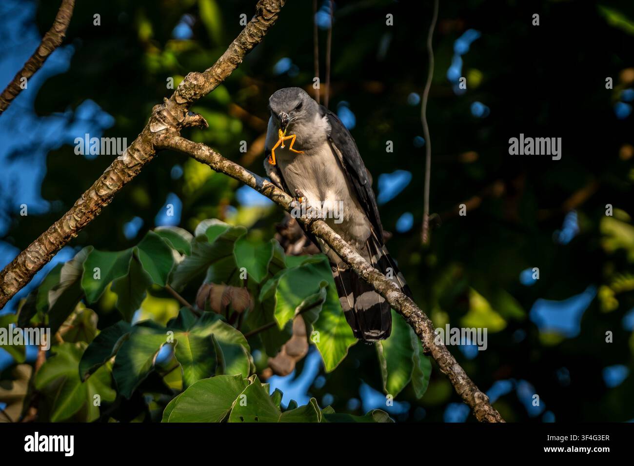 Graukopfwürger, der einen Frosch frisst, Puntarenas, Costa Rica Stockfoto