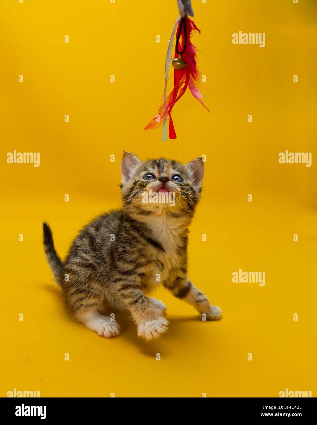 Ein Rücken, graues und weißes Tabby-Kätzchen schaut zu einem Federtoy hinauf Stockfoto
