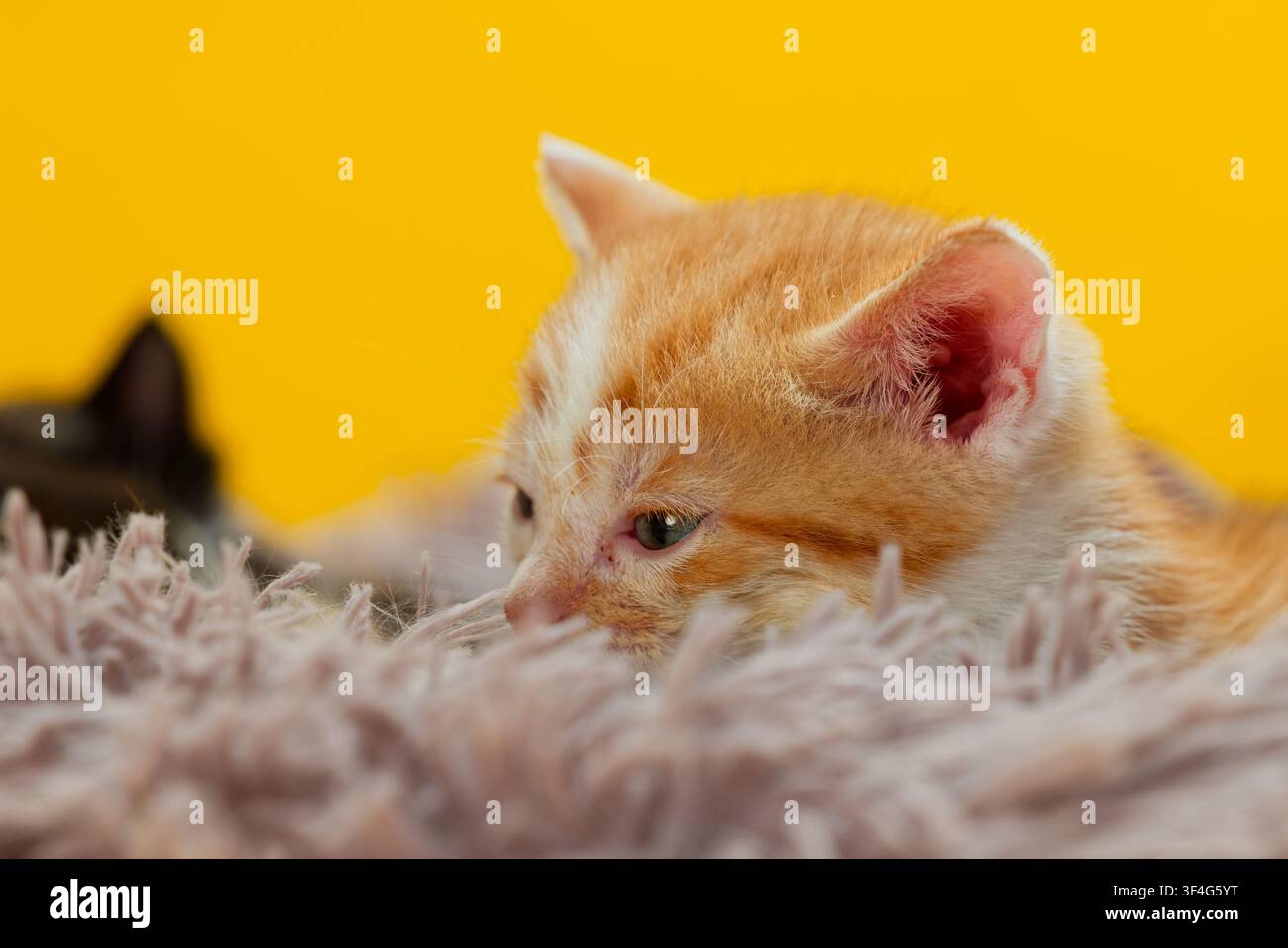 Ingwer- und weißer Tabby-Kater ruht auf einer flauschigen Decke Stockfoto