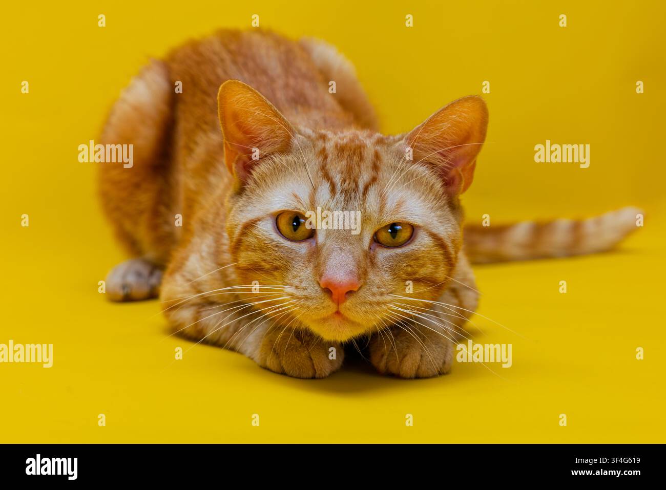 Ingwer-Kater Tom starrt aufmerksam mit hellen, durchdringenden Augen, liegt auf einem lebendigen gelben Hintergrund Stockfoto