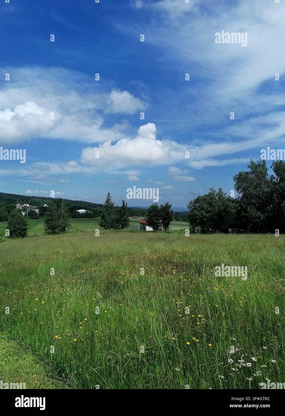 Pittoreske Sommerwiese mit Bäumen und wolkigem blauem Himmel - Smartphone-aufgenommenes Stockfoto