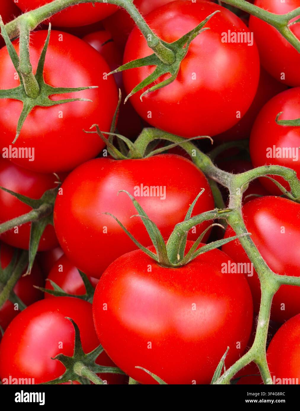 Frische rote Tomaten an der Ranke als Hintergrundtextur - Smartphone-aufgenommenes Stockfoto