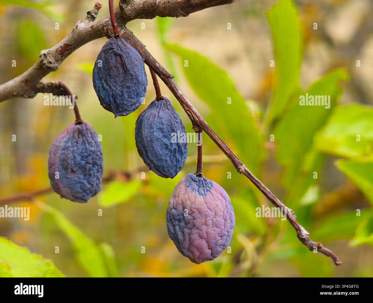 Getrocknete schrumpelige Pflaumen hängen an einem Ast in einem Garten - Smartphone-aufgenommenes Stockfoto