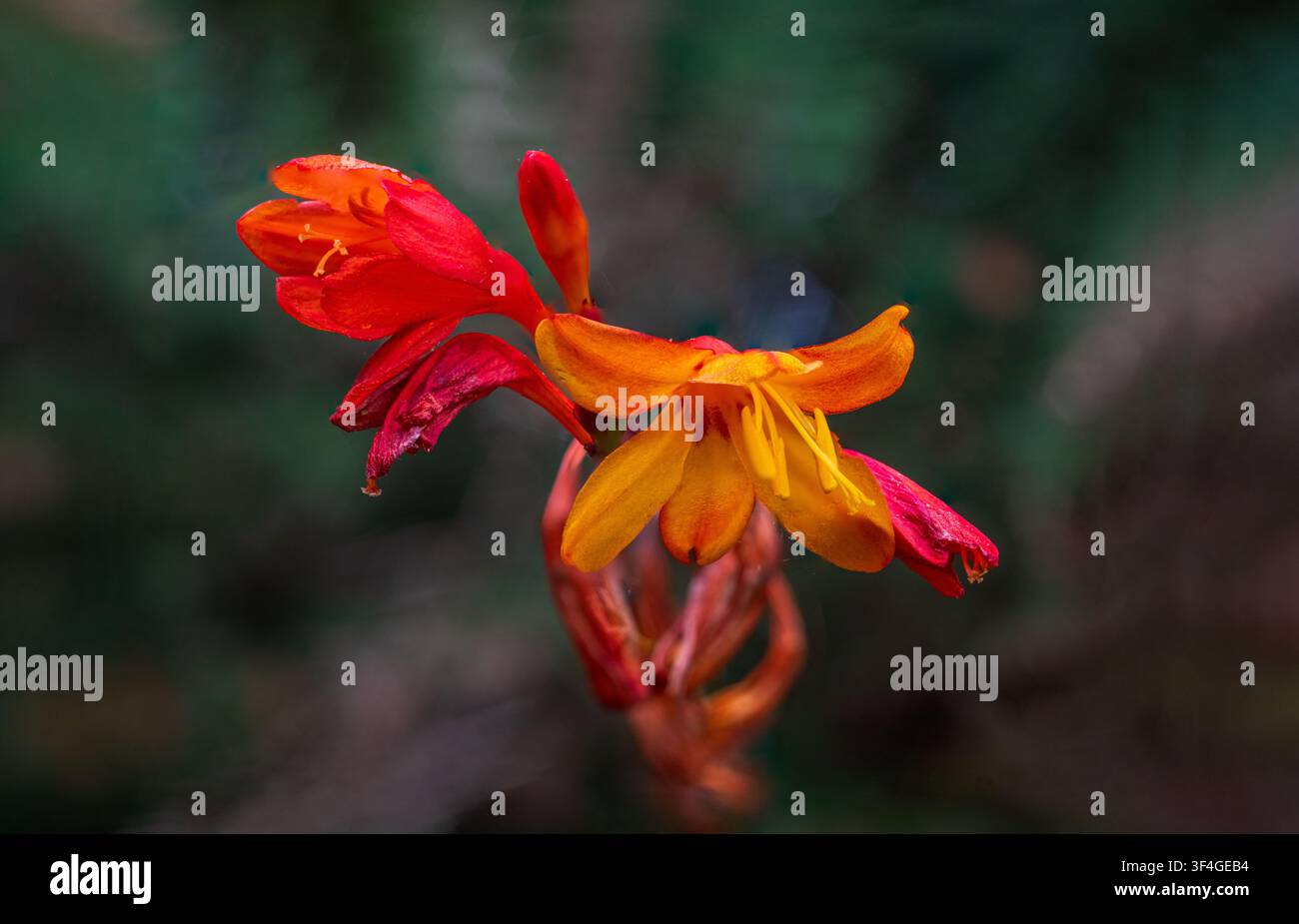Eine detaillierte Makrofotografie zeigt einen Büschel blühender Crocosmia-Blumen, auch bekannt als Montbretia, mit ihren feurigen orangefarbenen und roten Blütenblättern Stockfoto