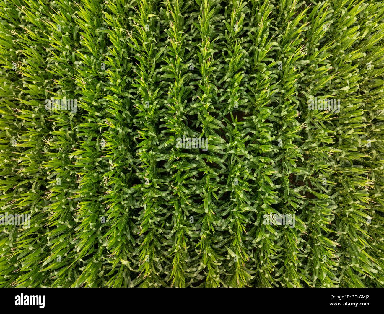 Lebendiges grünes Gras erscheint in einer engen Nahaufnahme Stockfoto