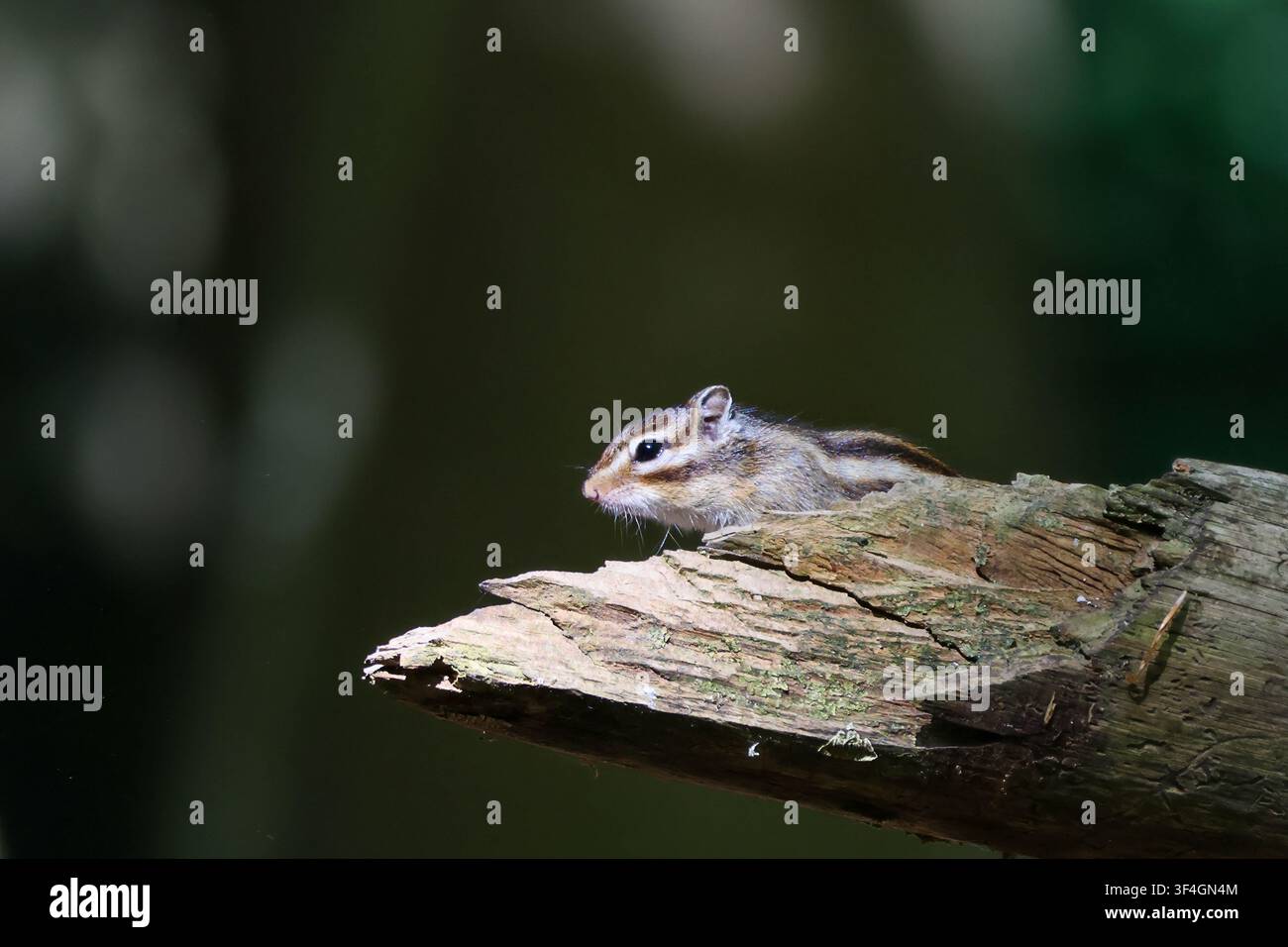 Kleiner Streifenhörnchen sitzt auf einem gefallenen Baumstamm im Wald Stockfoto