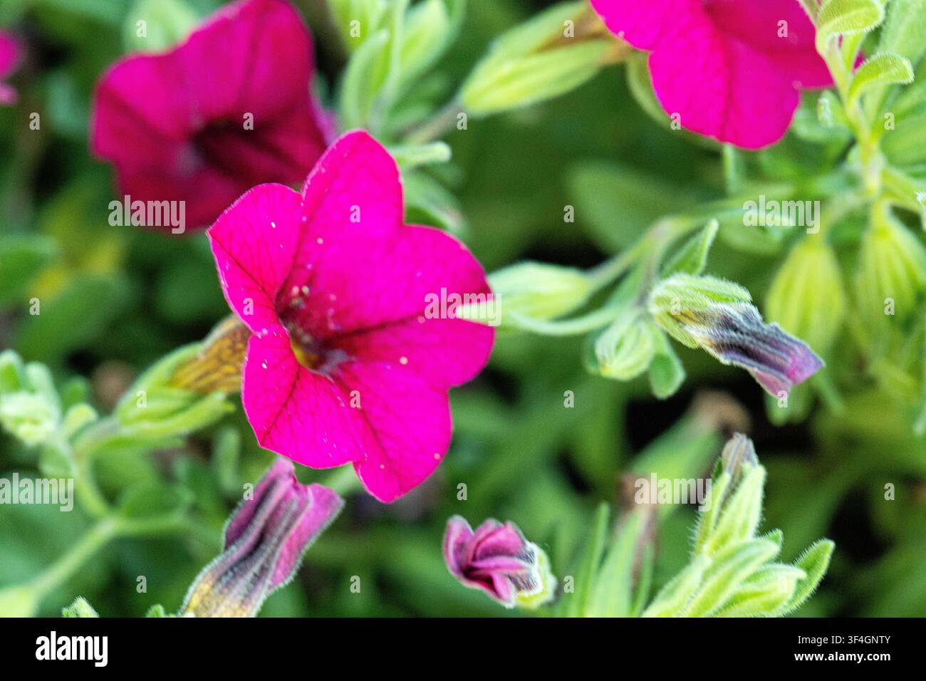 Helle rosa Calibrachoa-Blüte mit Blütenknospen in einer üppigen Gartenumgebung. Stockfoto