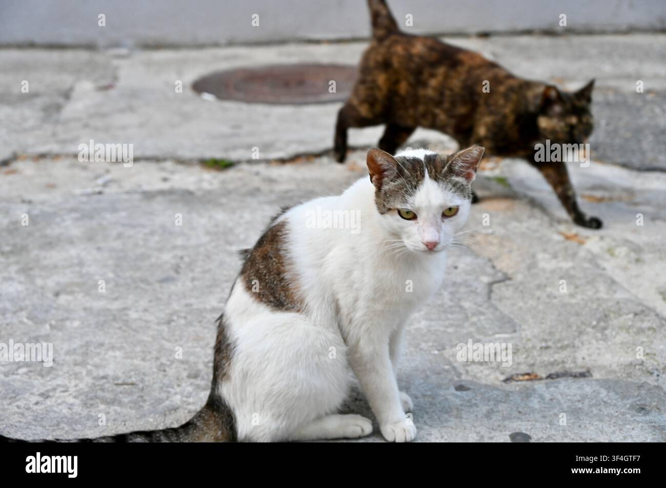 Ein ehrliches Freiluftfoto von zwei Straßenkatzen auf einem Betonboden. Im Vordergrund sitzt eine weiße Katze mit braunen Tabby-Flecken ruhig da und schaut in Richtung Kamera. Im Hintergrund läuft eine Schildpattkatze über die Steinoberfläche und schafft eine lebhafte Straßenszene. Stockfoto